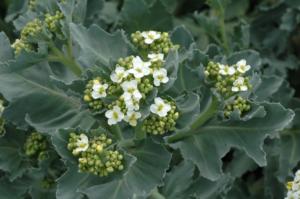 crambe maritima 