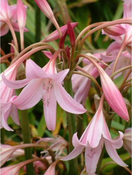 crinum powellii rosea