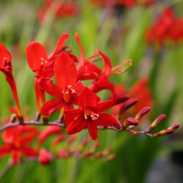 crocosmia lucifer