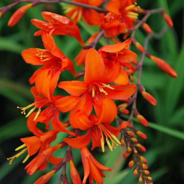 crocosmia masoniorum