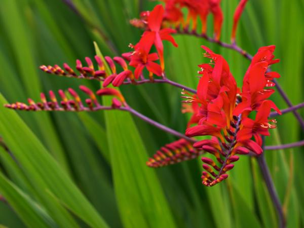 crocosmia orangered