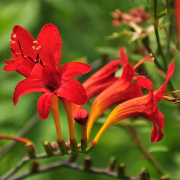 crocosmia red king