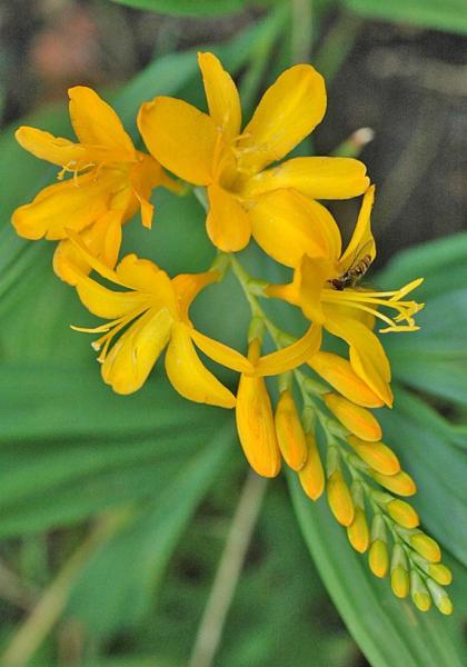 crocosmia yellow flare