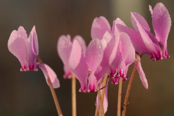 cyclamen europaeum