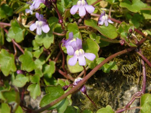 cymbalaria muralis