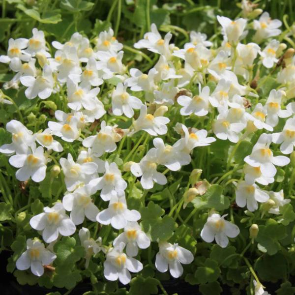 cymbalaria pallida albiflora    