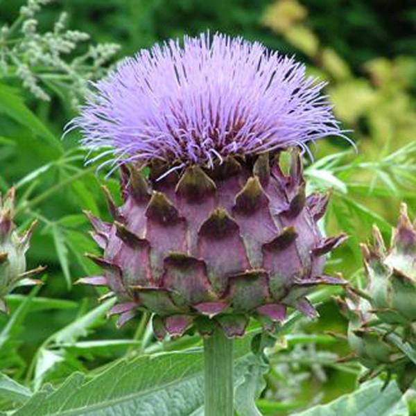 cynara cardunculus