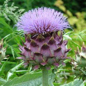 cynara cardunculus