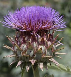 cynara cardunculus scolymus