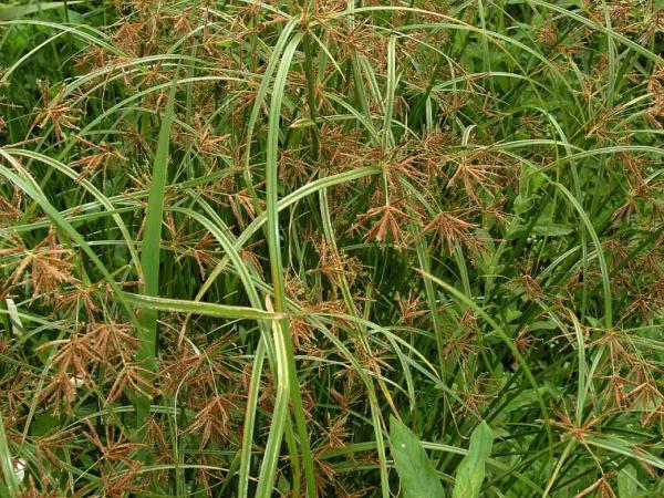 cyperus longus 