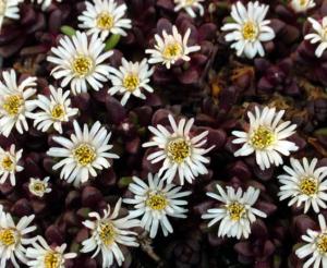 delosperma alpinum 