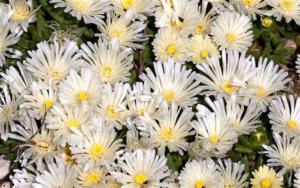 delosperma basuticum albus