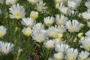 delosperma congestum album 