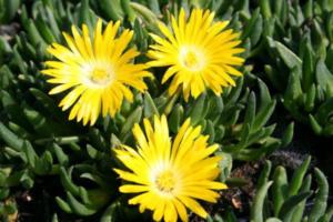 delosperma congestum gold nugget