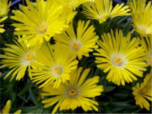 delosperma congestum