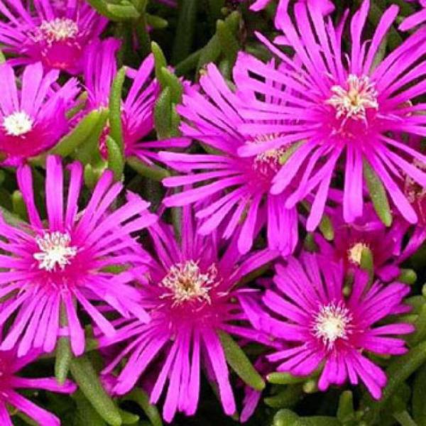 delosperma cooperi