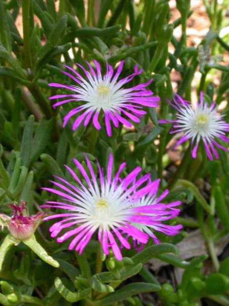 delosperma floribundum starburst