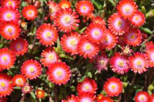 delosperma jewel desert grenade 