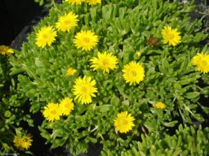 delosperma lineare