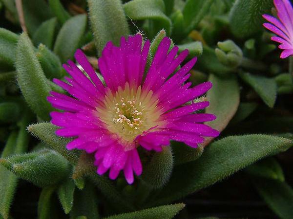 delosperma sutherlandii