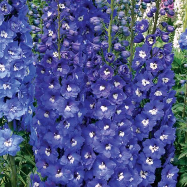 delphinium elatum cobalt dreams 