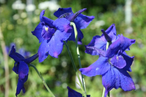 delphinium grandif. blauer zwerg