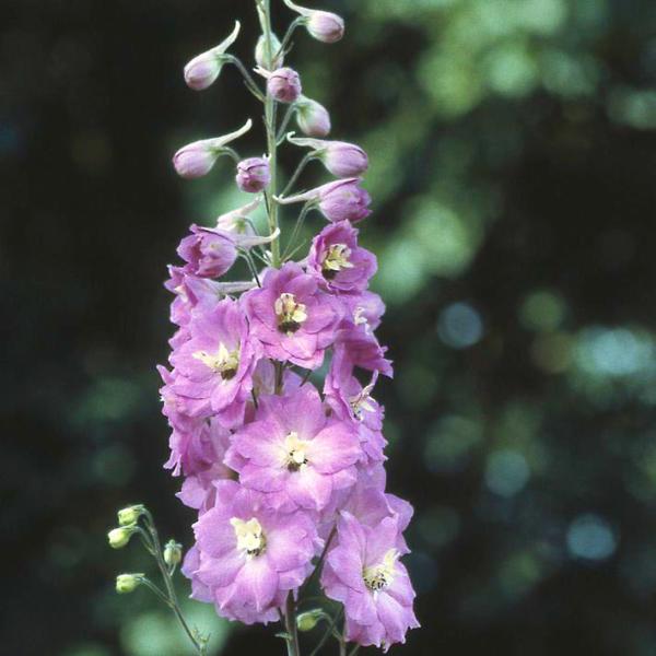 delphinium pacific astolat