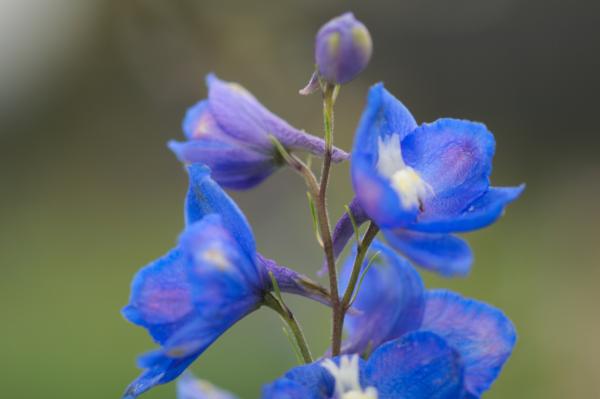 delphinium pacific blue bird