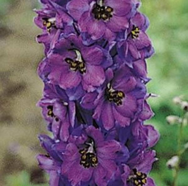 delphinium pacific black knight