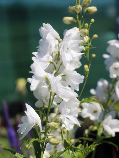 delphinium pacific galahad