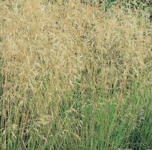 deschampsia caes. bronzeschleier