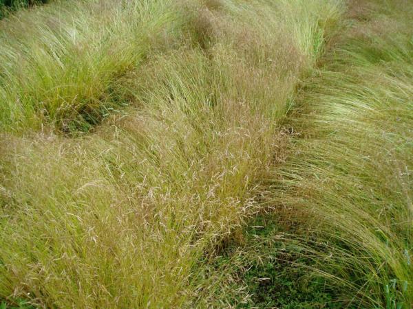 deschampsia caespitosa