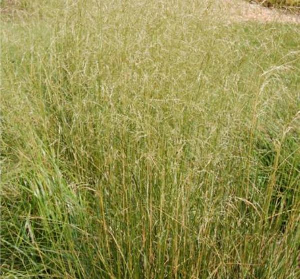 deschampsia caesp. goldschleier