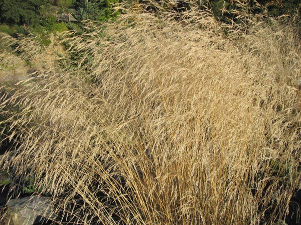 deschampsia caesp. goldtau 