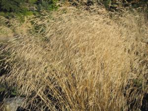 deschampsia caesp. goldtau 