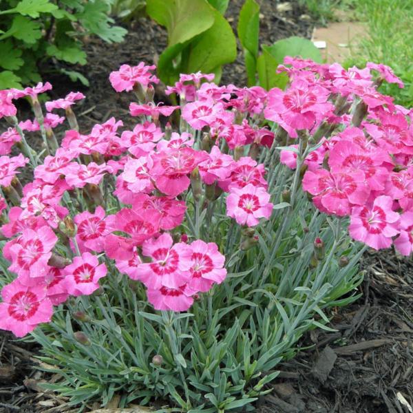 dianthus allwoodii alpinus