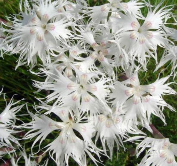 dianthus arenarius little maiden