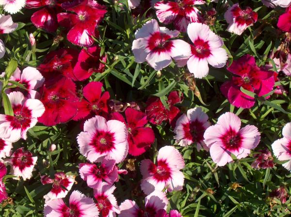 dianthus barbatus nanus