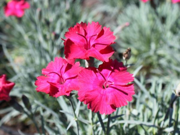 dianthus caesius badenia