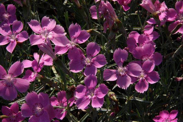 dianthus caesius blauigel