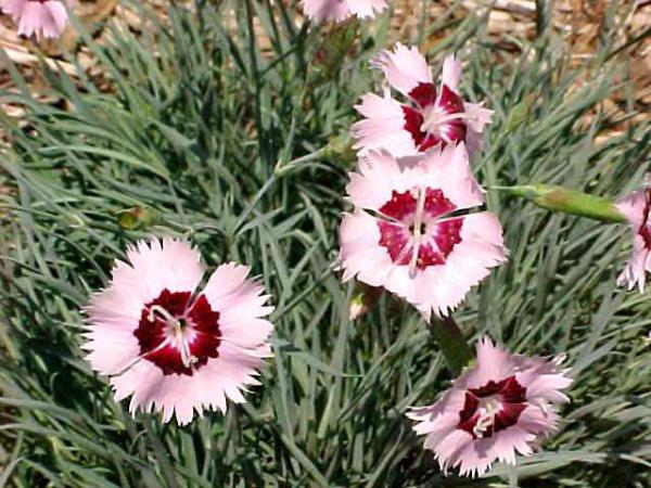 dianthus caesius little jock