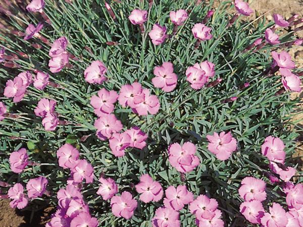 dianthus caesius watfield joy