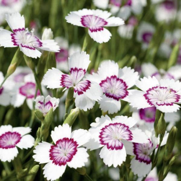 dianthus deltoides arctic fire