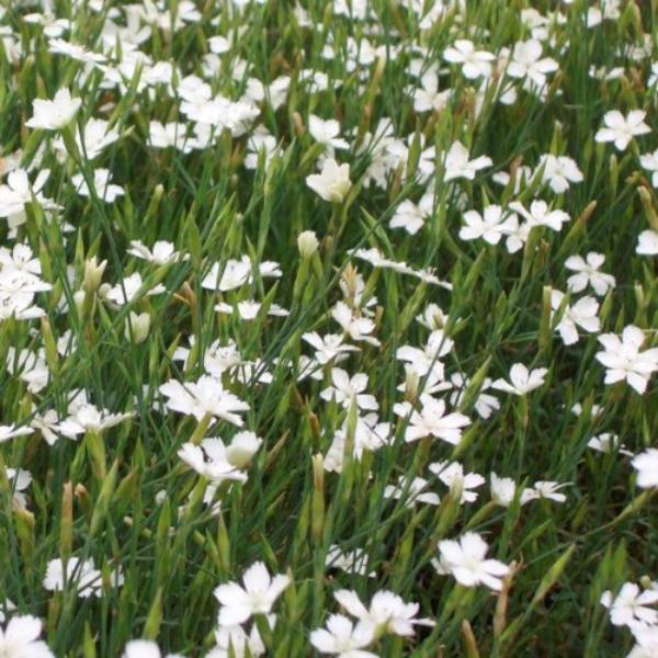 dianthus deltoides albus