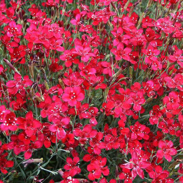 dianthus deltoides leuchtfunk