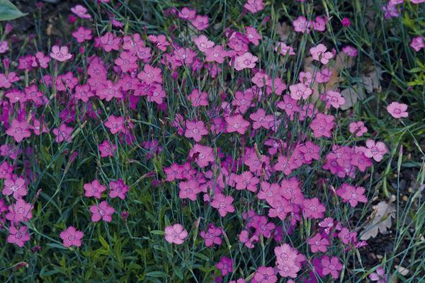 dianthus deltoides roseus