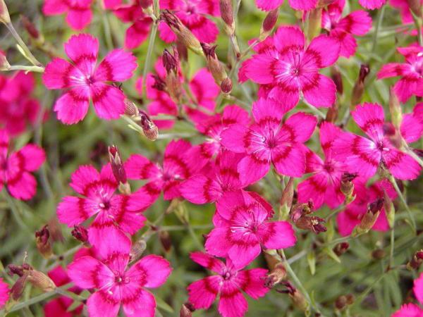 dianthus deltoides splendens