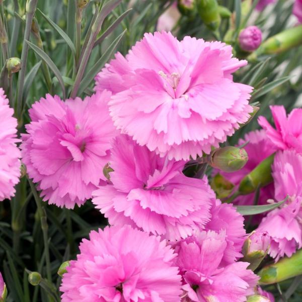 dianthus dinetta pink