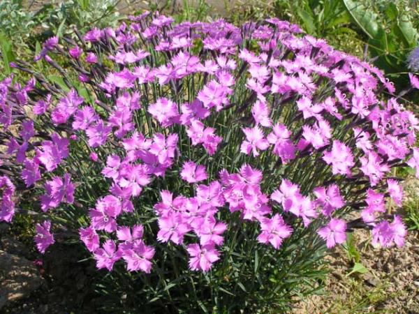 dianthus nardiformis