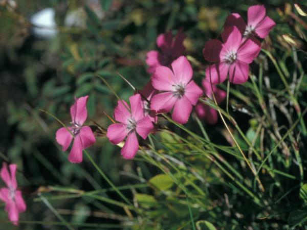 dianthus pavonius